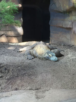 Komodo Dragon.