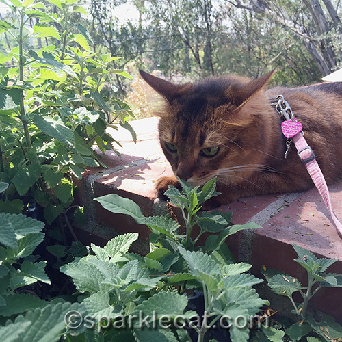 somali cat whiffing catnip plants