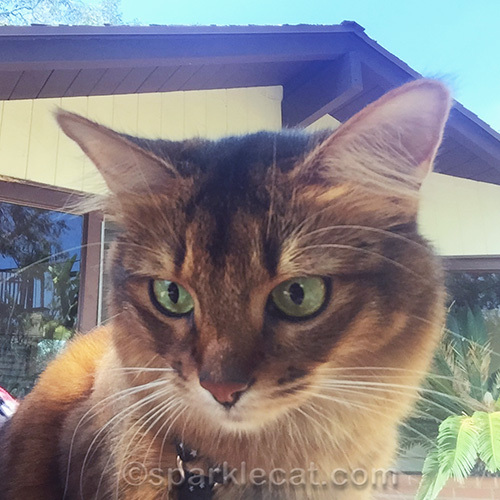 somali cat slightly high on catnip