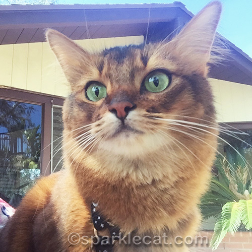 somali cat selfie, slightly stoned on catnip