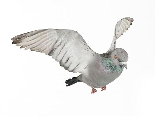 bird