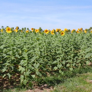 sunflower fields