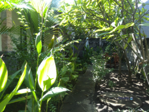 Bonjour Homestay Review - Garden - Survive Travel