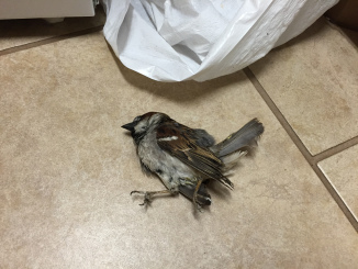 Deceased Bird