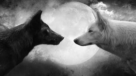black and white wolves: 