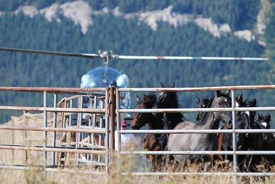 mustang round up by helicopter: 