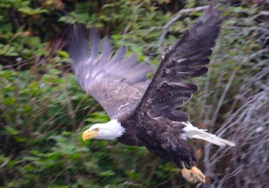 Bald Eagle in Flight