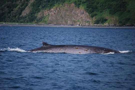 Fin Whale near Kodiak Island