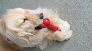 Lade Dog Jemma chews a Dentastix out of a Kong Goodie Bone