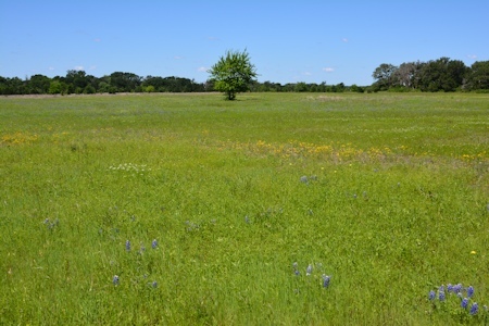 Lg-main-grass-4-22-2016