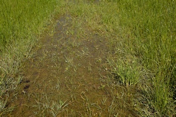 Near-meadow-water-4-22-16