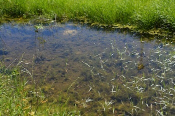 Above-#3-gabion-4-22-16