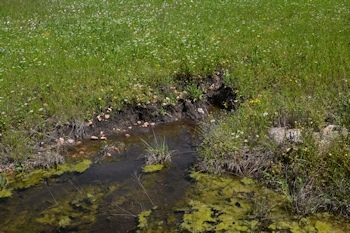 Erosion-east-grass-natural-4-22-16