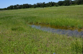 East-grass-pool-4-22-2016