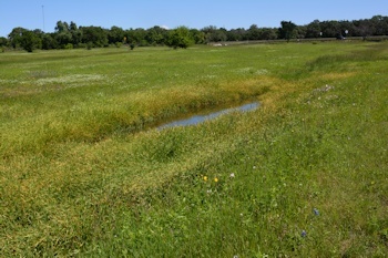 Old-ditch-pool-formation-3-22-16