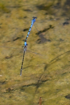 Bluets-in-copula-4-22-16