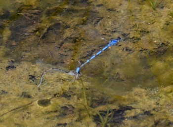Bluets-in-copula-ovipositing-4-22-16