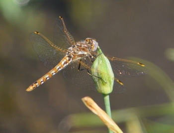 Variegated-meadowhawk-4-22-16