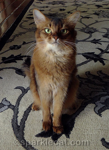 somali cat sitting pretty