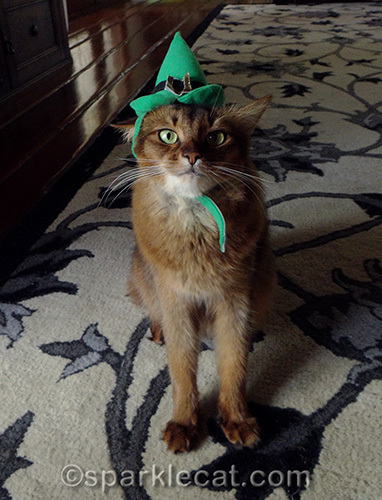 somali cat posing in elf hat