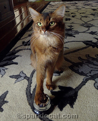 somali cat ringing a desk bell
