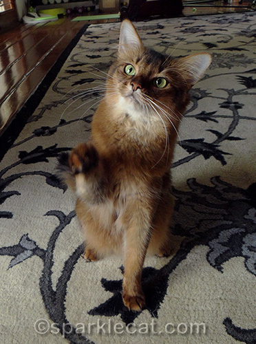 somali cat raising paw for high five