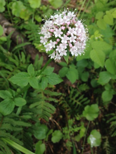 Sitka Valerian, photo by Tara Rose