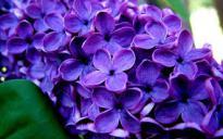 lilacs