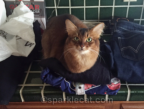 somali cat on unpacked clothing
