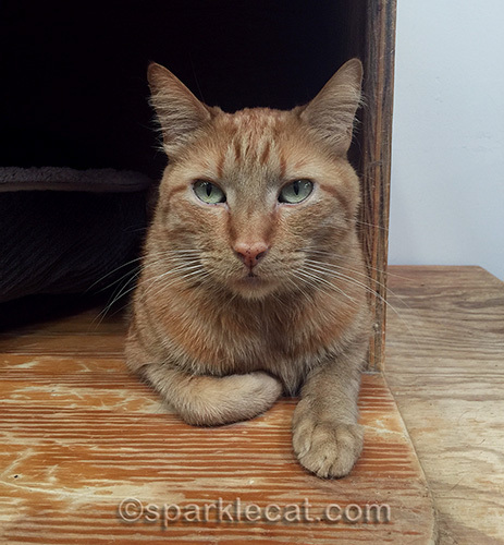 orange tabby cat Dakota at Kitten Rescue