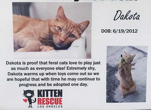 Dakota's information sheet at Kitten Rescue