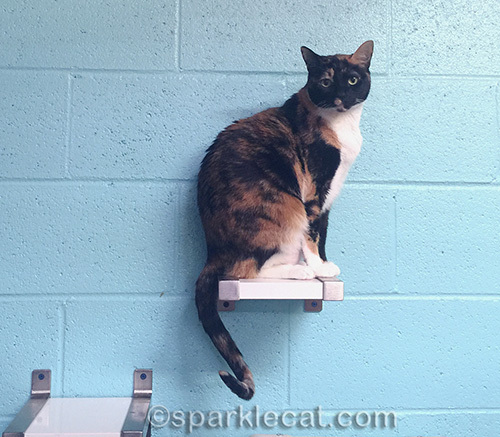 calico cat at Kitten Rescue