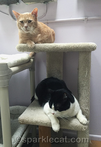 two adult cats at Kitten Rescue