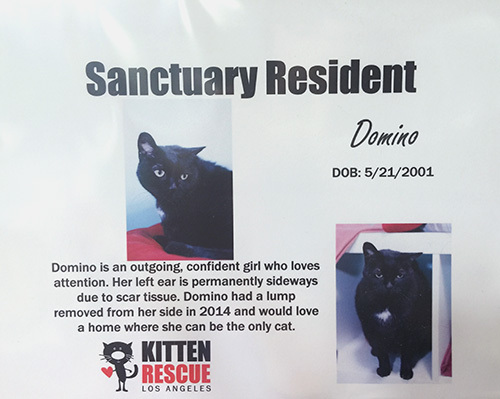 Kitten Rescue information card for Domino