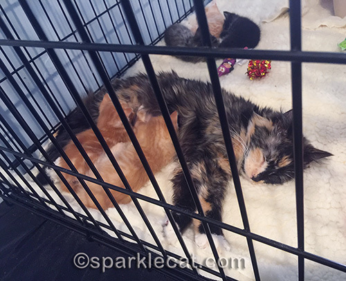 tortoiseshell mom with kittens