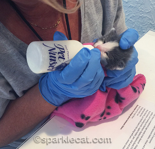 Kitten Rescue volunteer feeding baby kitten