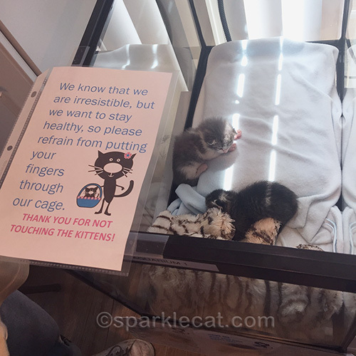 infant kittens at Kitten Rescue
