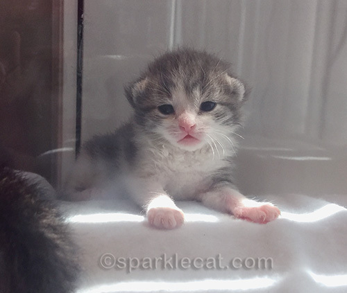 baby kitten at Kitten Rescue nursery