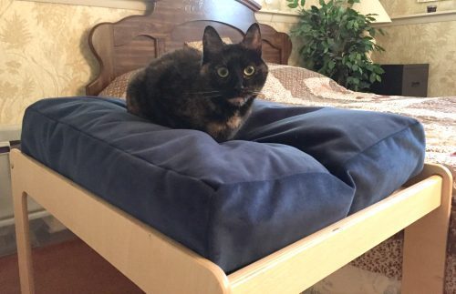 cat-bed
