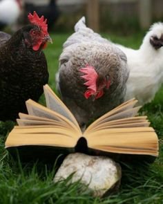 reading chicken