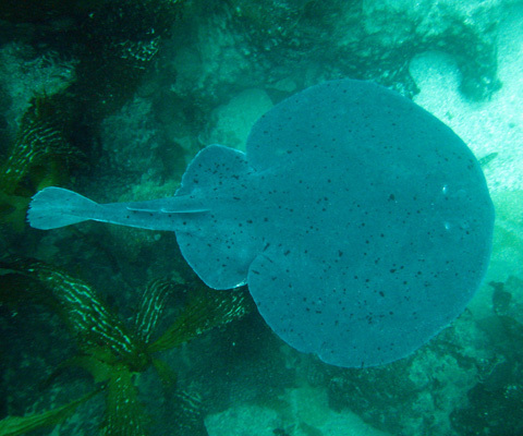 Photo: Shocking migratory changes bring electric rays to Canada's Pacific