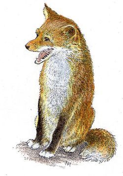 Fox drawing by Inga Moore
