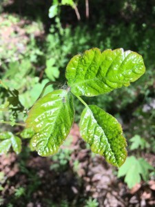 Poison Oak photo by Cathie Bell