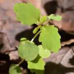 Poison Oak seedling /Courtesy of Teage O'Connor