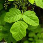 Poison Oak / Courtesy of Wyeast Blog