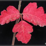 Red Poison Oak leaves / Palomar.edu