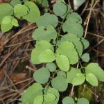 Snowberry bush, Symphoricarpus alba/From DVC.edu