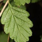 Oceanspray bush, Holodiscus discolor / Wikipedia image