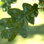 Oregon White Oak tree, Quercus garryana /From OregonState.edu