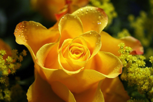 roses photos